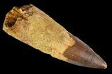 Bargain, Spinosaurus Tooth - Composite Tooth #138216-1